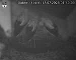 Capi_Dubne_20250717_014003.jpg