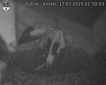 Capi_Dubne_20250717_015003.jpg