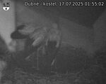 Capi_Dubne_20250717_015502.jpg