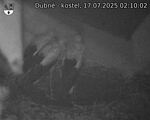 Capi_Dubne_20250717_021002.jpg