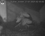 Capi_Dubne_20250717_025502.jpg