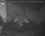 Capi_Dubne_20250717_032502.jpg