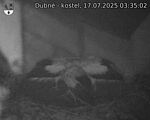 Capi_Dubne_20250717_033502.jpg