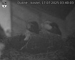 Capi_Dubne_20250717_034003.jpg