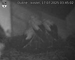 Capi_Dubne_20250717_034502.jpg