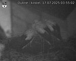 Capi_Dubne_20250717_035502.jpg