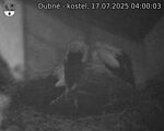 Capi_Dubne_20250717_040003.jpg