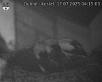 Capi_Dubne_20250717_041503.jpg