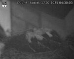 Capi_Dubne_20250717_043003.jpg