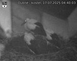Capi_Dubne_20250717_044003.jpg