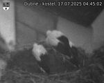 Capi_Dubne_20250717_044502.jpg