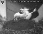 Capi_Dubne_20250717_045002.jpg