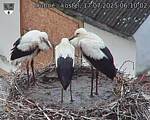 Capi_Dubne_20250717_061002.jpg
