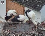 Capi_Dubne_20250717_061503.jpg