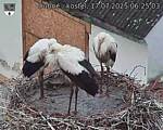 Capi_Dubne_20250717_062503.jpg