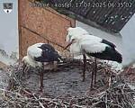Capi_Dubne_20250717_063502.jpg