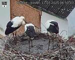 Capi_Dubne_20250717_065003.jpg