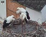Capi_Dubne_20250717_071003.jpg
