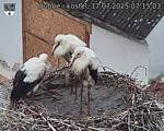 Capi_Dubne_20250717_071503.jpg