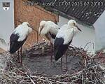 Capi_Dubne_20250717_072003.jpg