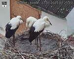 Capi_Dubne_20250717_072503.jpg