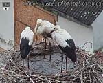 Capi_Dubne_20250717_073003.jpg