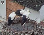 Capi_Dubne_20250717_073503.jpg