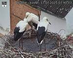 Capi_Dubne_20250717_074003.jpg