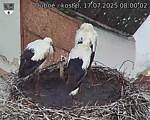 Capi_Dubne_20250717_080002.jpg