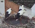 Capi_Dubne_20250717_080503.jpg