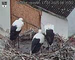 Capi_Dubne_20250717_083502.jpg