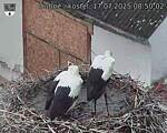 Capi_Dubne_20250717_085002.jpg