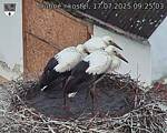 Capi_Dubne_20250717_092503.jpg
