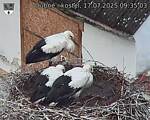 Capi_Dubne_20250717_093503.jpg