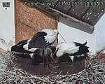 Capi_Dubne_20250717_100003.jpg