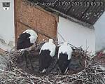 Capi_Dubne_20250717_100503.jpg