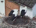 Capi_Dubne_20250717_104003.jpg