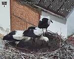 Capi_Dubne_20250717_104502.jpg