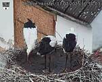 Capi_Dubne_20250717_105003.jpg
