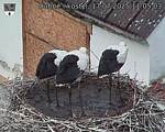 Capi_Dubne_20250717_110503.jpg