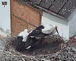 Capi_Dubne_20250717_111003.jpg