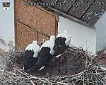 Capi_Dubne_20250717_111503.jpg