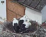 Capi_Dubne_20250717_113503.jpg