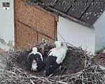 Capi_Dubne_20250717_114503.jpg