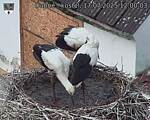 Capi_Dubne_20250717_120003.jpg