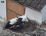 Capi_Dubne_20250717_121003.jpg