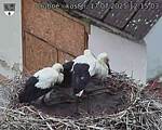 Capi_Dubne_20250717_121503.jpg