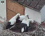 Capi_Dubne_20250717_122503.jpg