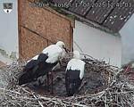 Capi_Dubne_20250717_124003.jpg