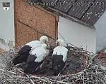 Capi_Dubne_20250717_125003.jpg